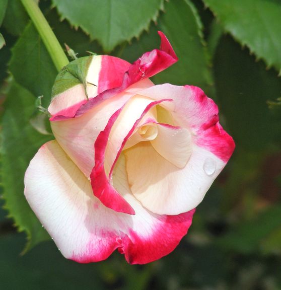 Double Delight photo 2014_07130030_zps8e4aa314.jpg